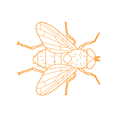 Animals Insects Housefly Svg Line Art, Free Vectors File